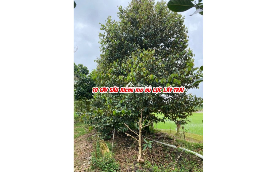 Bán đất ruộng lên ao sẵn tại Cao Lãnh